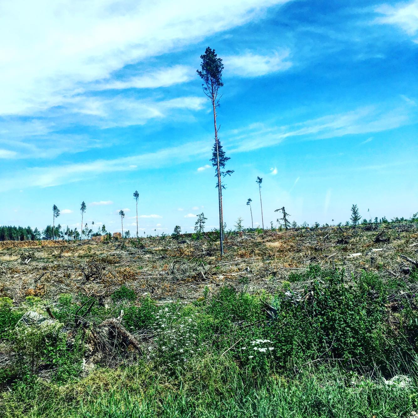 37921549_2241939666027588_8374077017536069632_n